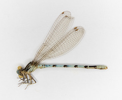 Argia nahuana
