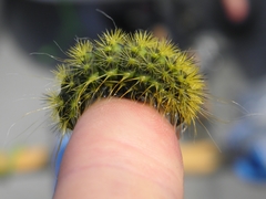 Acronicta lanceolaria