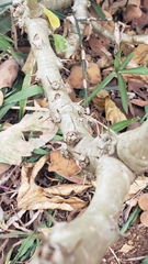 Pachypodium saundersii image