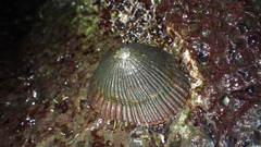 Cellana exarata