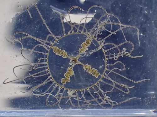 Orange-striped Jellyfish, Oakland, CA, USA, photo 8 of 10