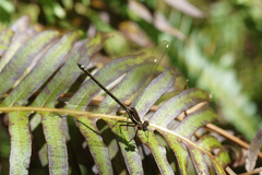 Austroargiolestes calcaris