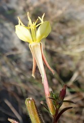 Oenothera wolfii