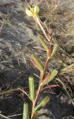 Oenothera wolfii