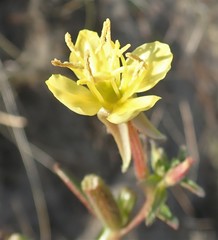 Oenothera wolfii