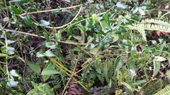 Plectaneia