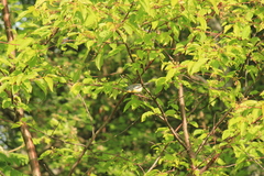 Setophaga americana image