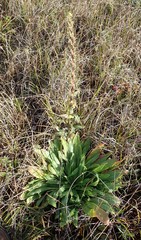 Oenothera wolfii