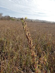 Oenothera wolfii