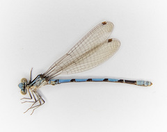 Argia agrioides