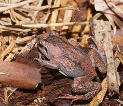 Smooth Frog photo 4
