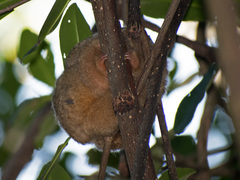 Cyclopes didactylus