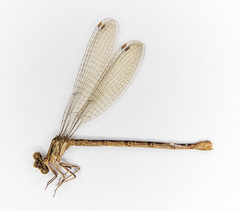 Argia agrioides