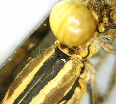 Argia agrioides
