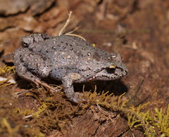 Smooth Frog photo 5