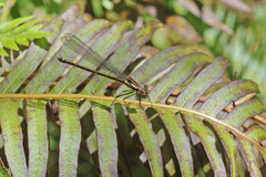 Austroargiolestes calcaris