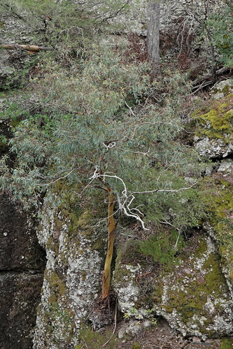 Image of Eucalyptus wilcoxii by (c) Max Campbell, some rights reserved (CC BY)