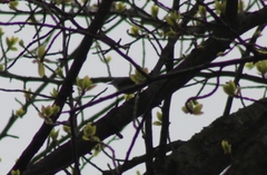Polioptila caerulea caerulea