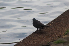 Quiscalus quiscula versicolor