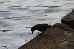 Quiscalus quiscula versicolor