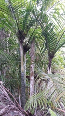 Dypsis baronii