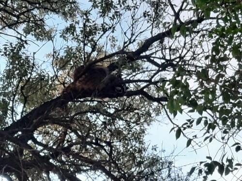 Common Raccoon photographed in Idaho