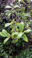 Bremeria humblotii