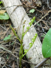 Botrychium minganense