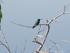 Anthracothorax viridigula