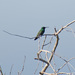 Green-throated Mango - Photo (c) Paul Prappas, some rights reserved (CC BY-NC), uploaded by Paul Prappas