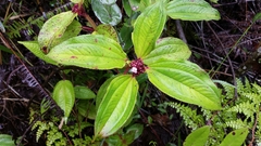 Tristemma mauritianum image