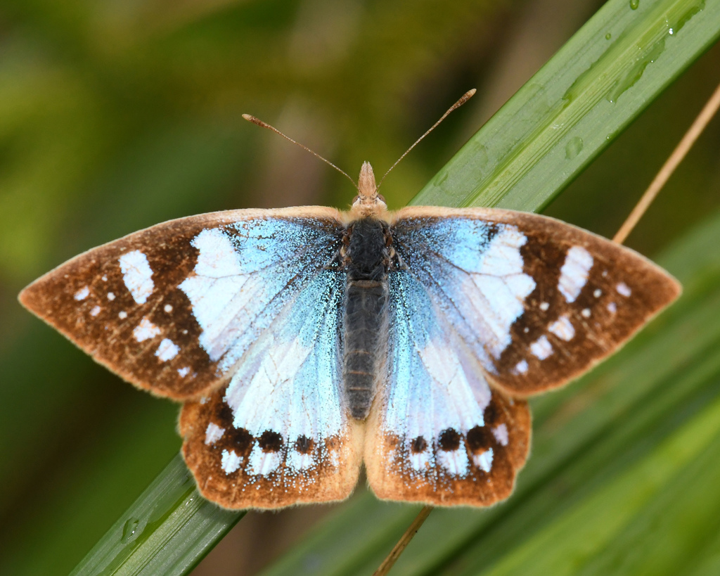Lymanopoda hazelana