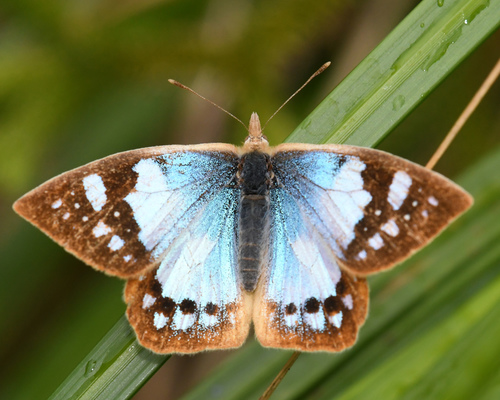 Lymanopoda hazelana