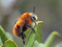 Bombus rubicundus