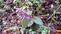 Plectranthus vestitus