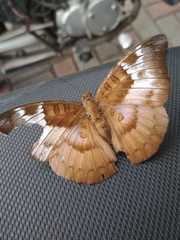 Adoliadini