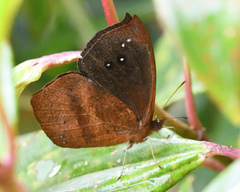 Lymanopoda confusa