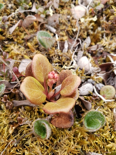 Arctic wintergreen
