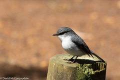 Eopsaltria georgiana