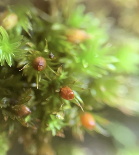 Macromitrium brevisetum observed 2023-06-13