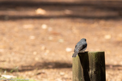 Eopsaltria georgiana