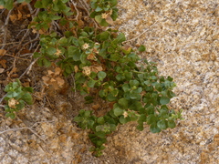 Ericameria cuneata cuneata