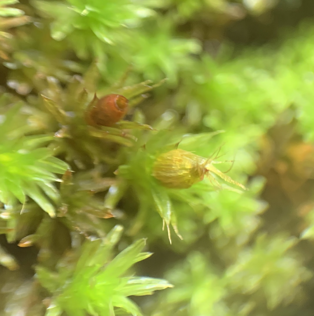 Macromitrium brevisetum