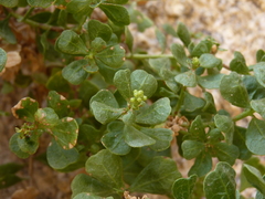 Ericameria cuneata cuneata