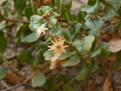 Ericameria cuneata cuneata