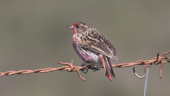 Pink-Tailed Rosefinch photo 1