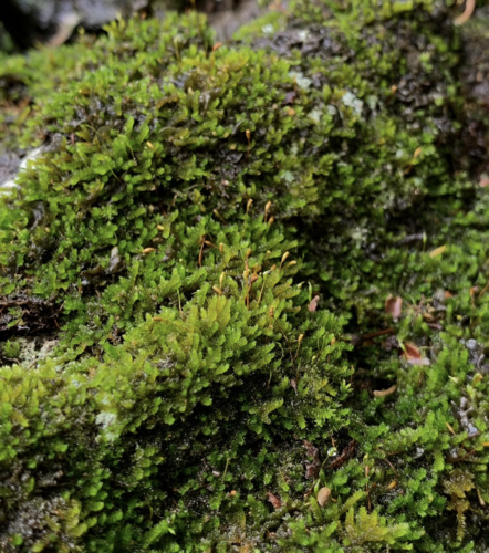 Sematophyllum observed 2023-06-13