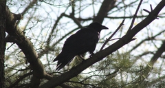 Corvus corax principalis