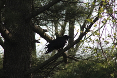 Corvus corax principalis