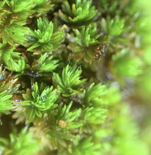 Macromitrium piliferum